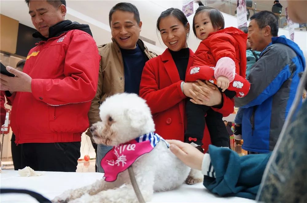 喜讯连连！泰迪宝贝免费领养活动火热开启